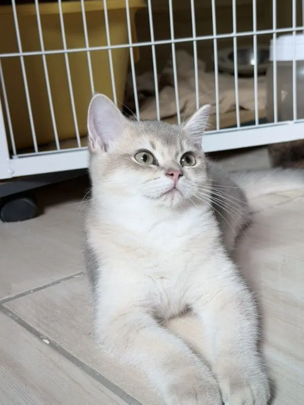 แมวบริติชชอร์ตแฮร์