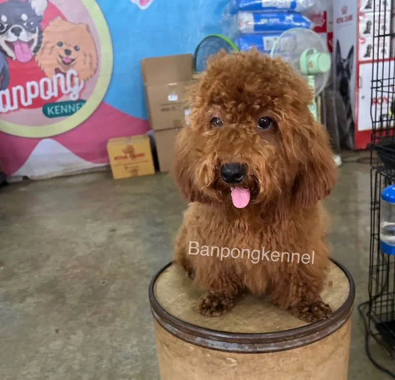 เปิดรับผสมพ่อพันธุ์ชิวาวา ปอมเมอเรเนียน พุดเดิ้ล