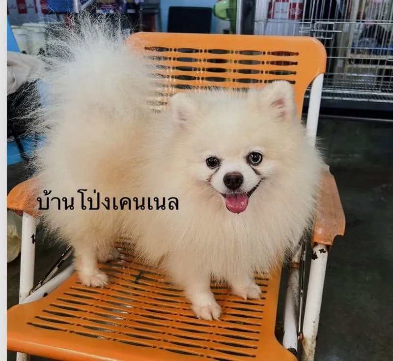 เปิดรับผสมพ่อพันธุ์ชิวาวา ปอมเมอเรเนียน พุดเดิ้ล