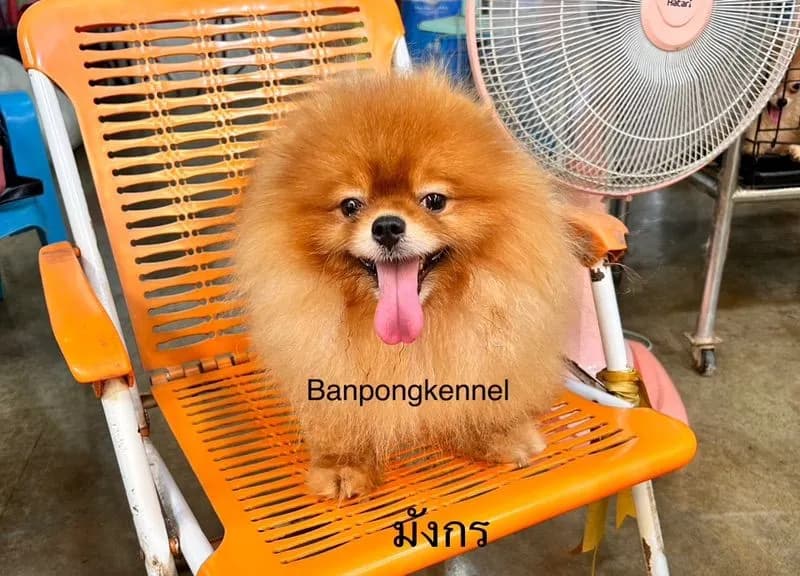 เปิดรับผสมพ่อพันธุ์ชิวาวา ปอมเมอเรเนียน พุดเดิ้ล