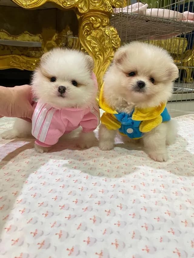 ลูกปอมปอมแท้ ราคาพิเศษ อายุ2เดือน มีบริการจัดส่งถึงบ้าน