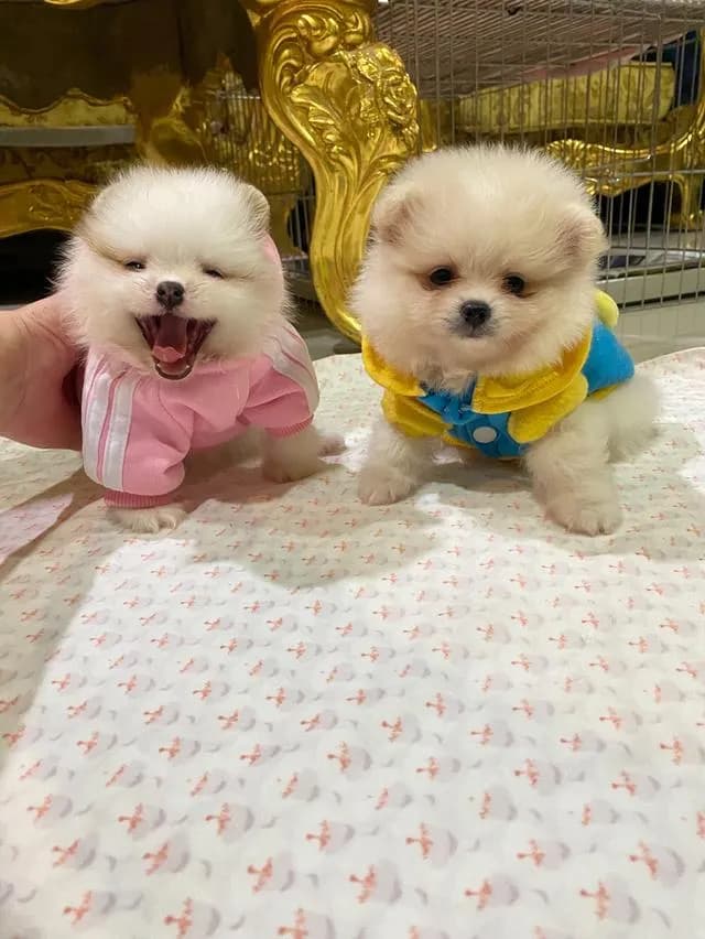 ลูกปอมปอมแท้ ราคาพิเศษ อายุ2เดือน มีบริการจัดส่งถึงบ้าน