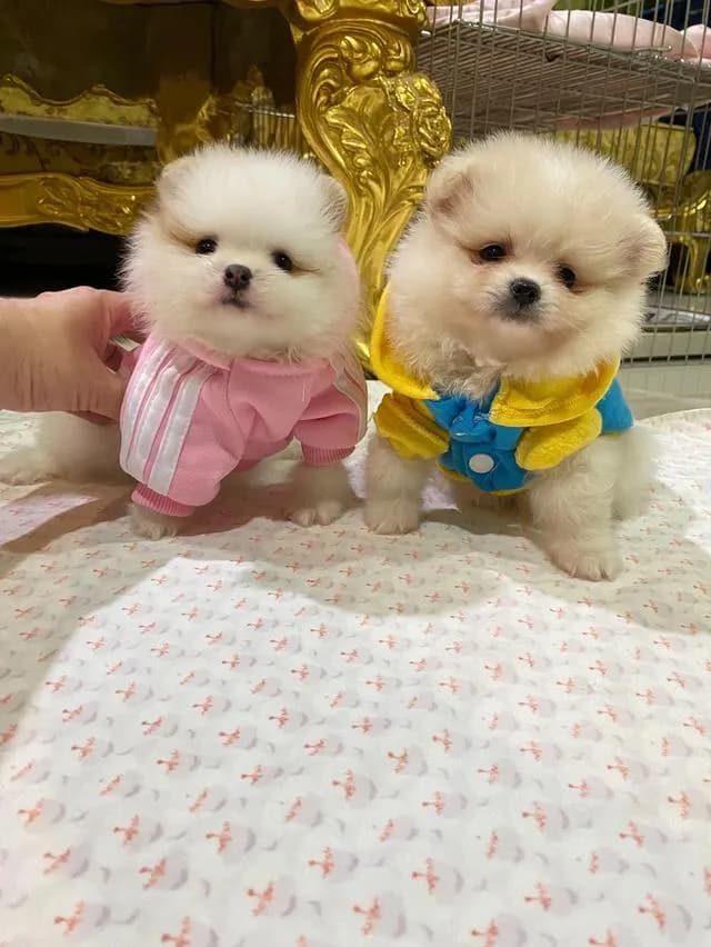ลูกปอมปอมแท้ ราคาพิเศษ อายุ2เดือน มีบริการจัดส่งถึงบ้าน