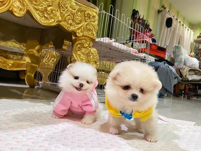 ลูกปอมปอมแท้ ราคาพิเศษ อายุ2เดือน มีบริการจัดส่งถึงบ้าน