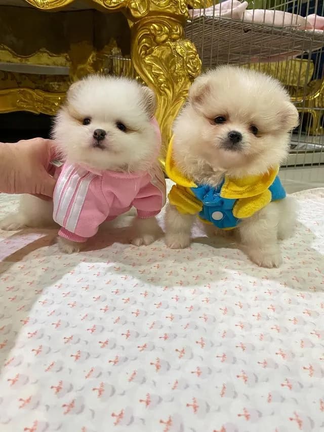 ลูกปอมปอมแท้ ราคาพิเศษ อายุ2เดือน มีบริการจัดส่งถึงบ้าน