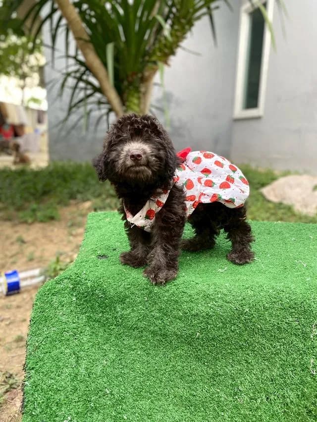พุดเดิ้ลแท้ สีดำเทา สีหายาก