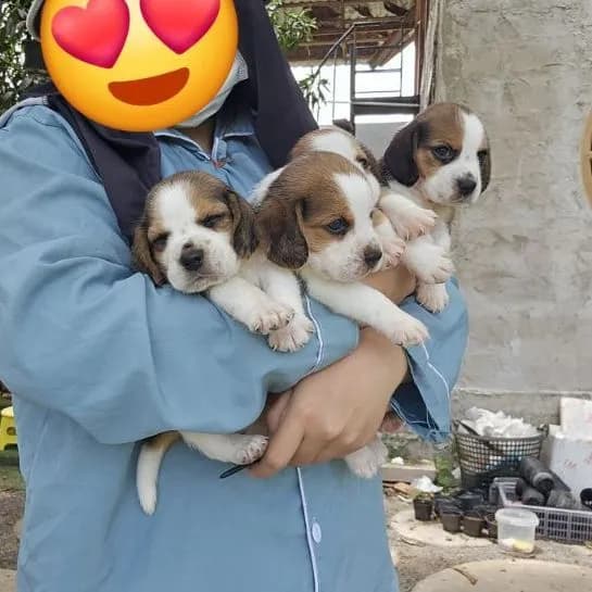 ลูกสุนัขบีเกิ้ล แท้ สายเลือดดี