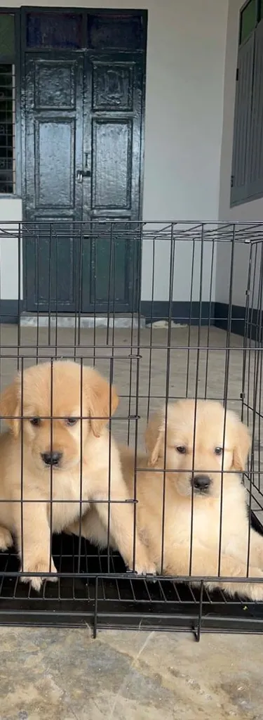 ลูกสุนัขโกลเด้นแท้ เพศเมีย พร้อมย้ายบ้าน 🐶