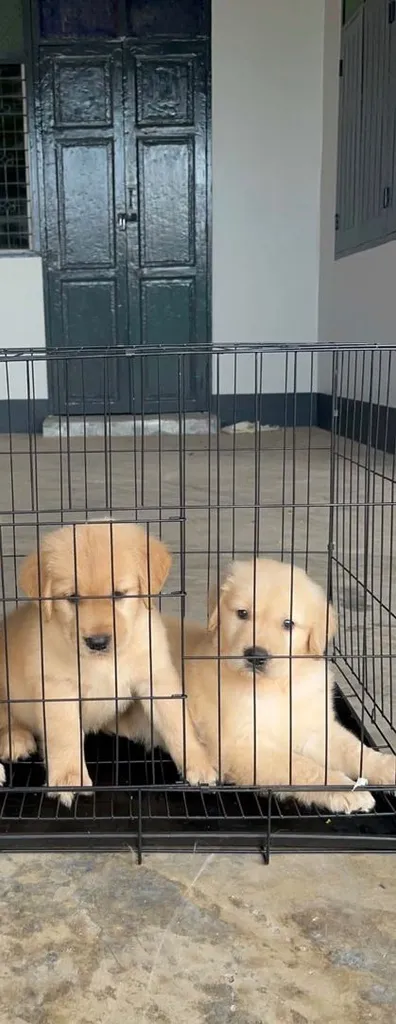 ลูกสุนัขโกลเด้นแท้ เพศเมีย พร้อมย้ายบ้าน 🐶