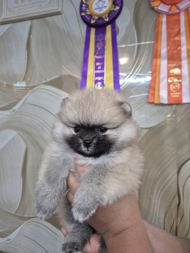 สุนัข ปอมเมอเรเนียน
