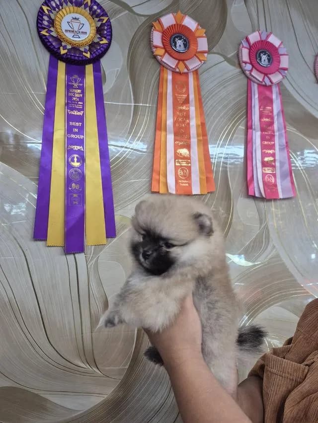 สุนัข ปอมเมอเรเนียน