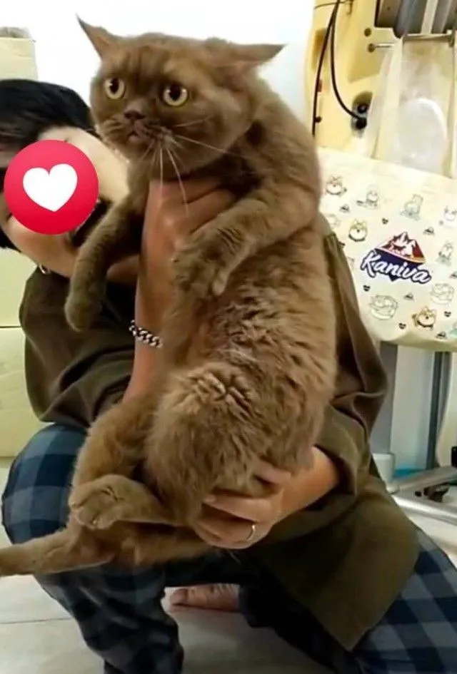 แมว scottish fold