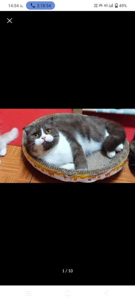 แมว scottish fold