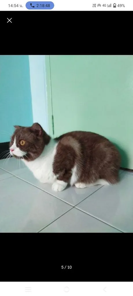 แมว scottish fold