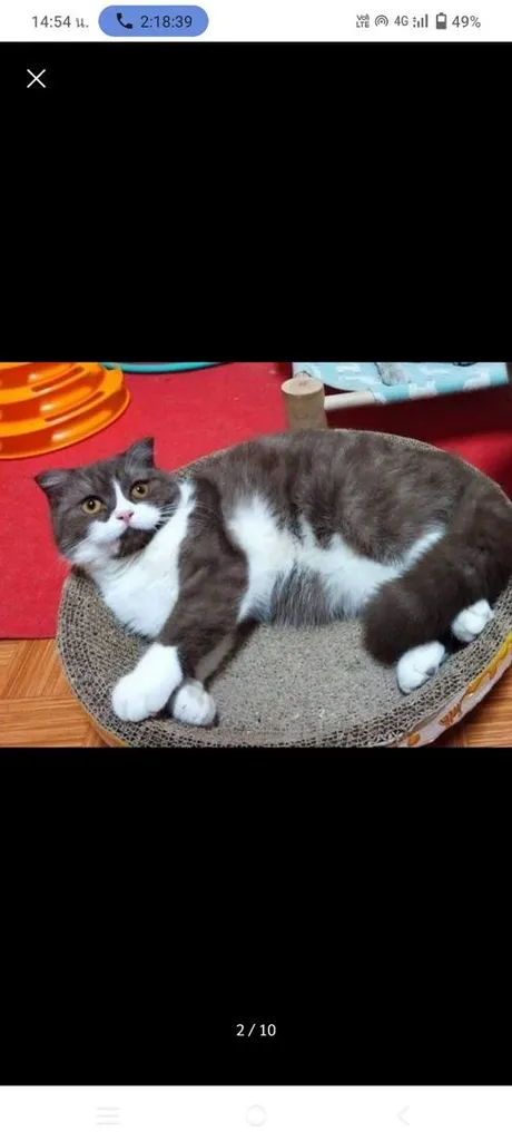 แมว scottish fold