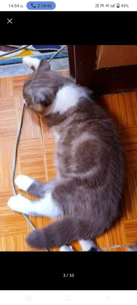 แมว scottish fold