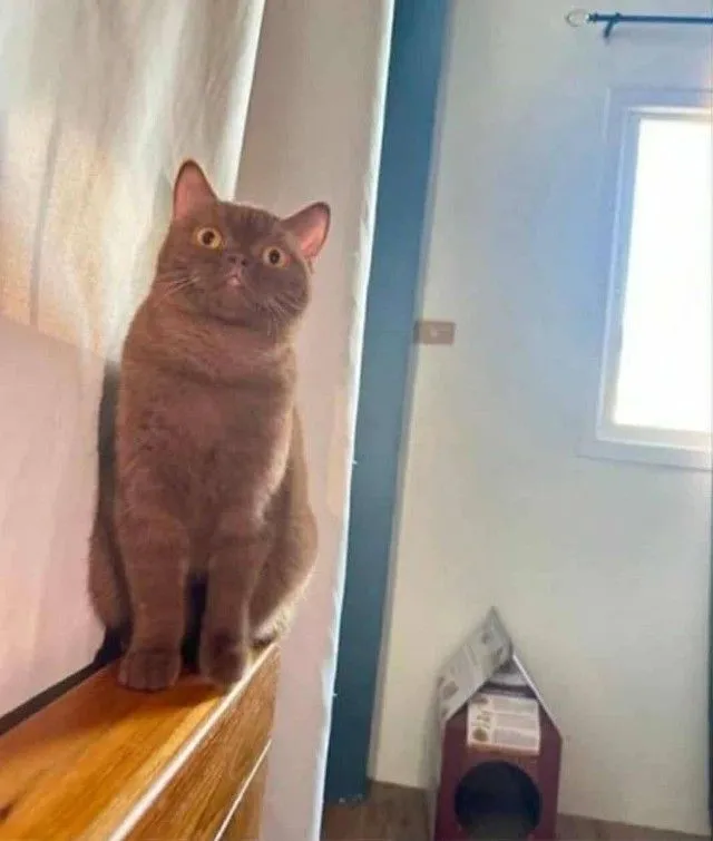 แมว scottish fold