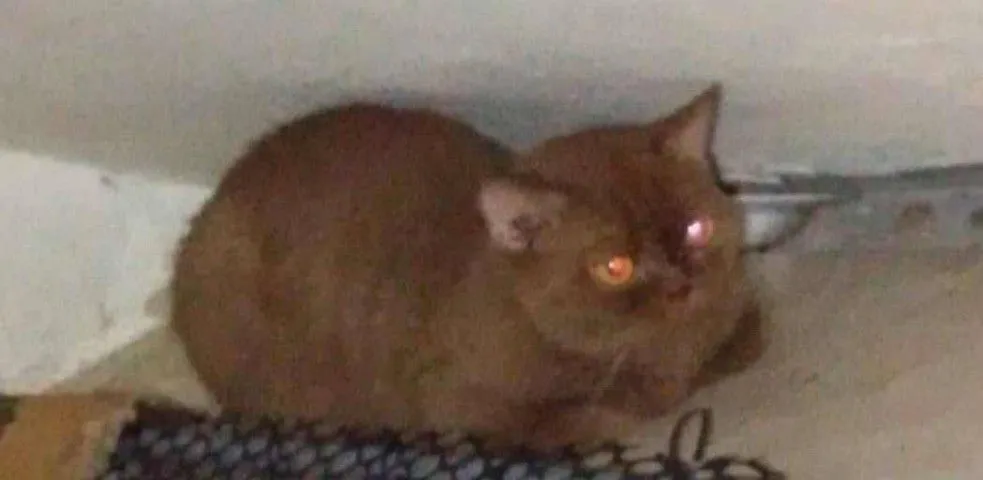 แมว scottish fold