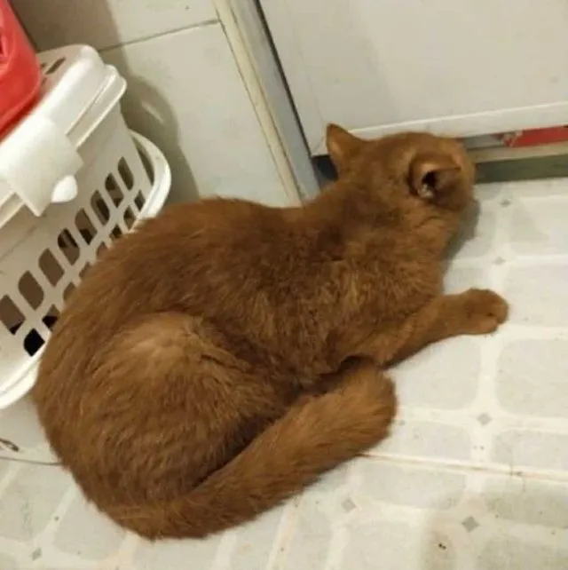 แมว scottish fold