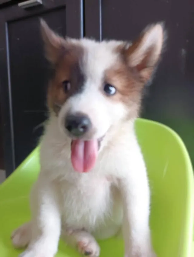น้องหมาเพศผู้ บางแก้ว