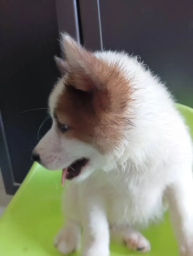 น้องหมาเพศผู้ บางแก้ว
