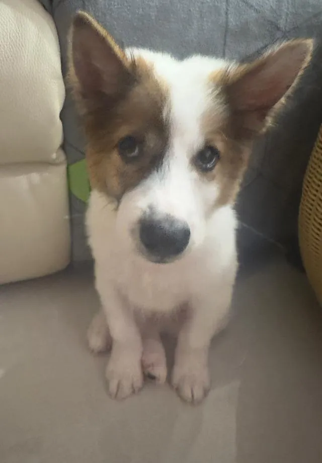 น้องหมาเพศผู้ บางแก้ว