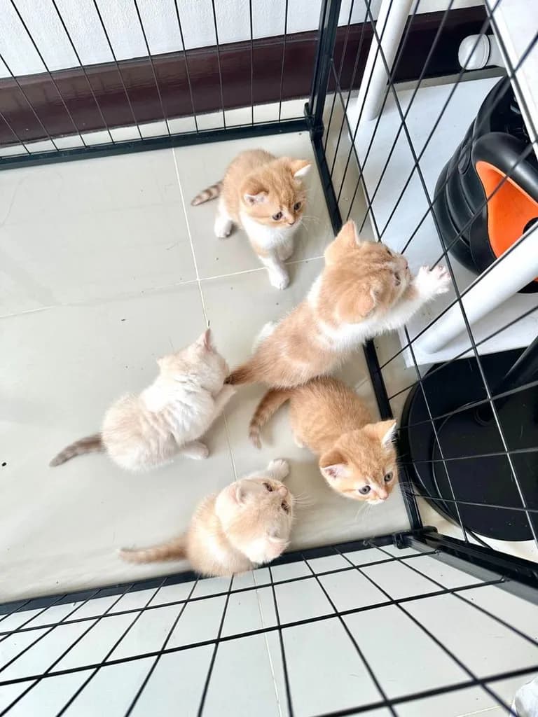 แมวส้ม 🧡 ผสมสีขาว สก็อตติช โฟลด์ - Scottish Fold (ลูกแมว)