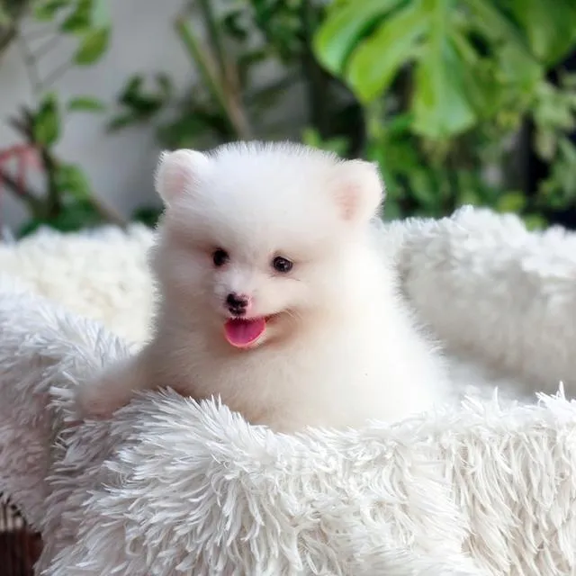 ปอมแท้หนุ่มหล่อพร้อมย้ายบ้านวัคซีนแล้วมีส่งเก็บปลายทาง