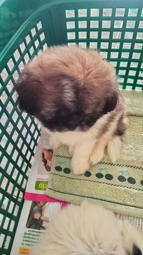 ชิสุ