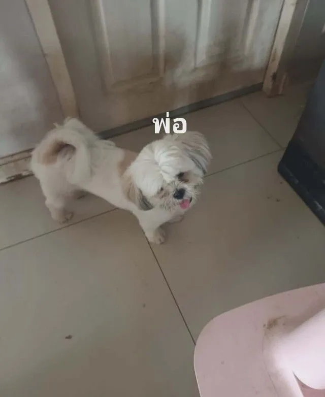 ชิสุ