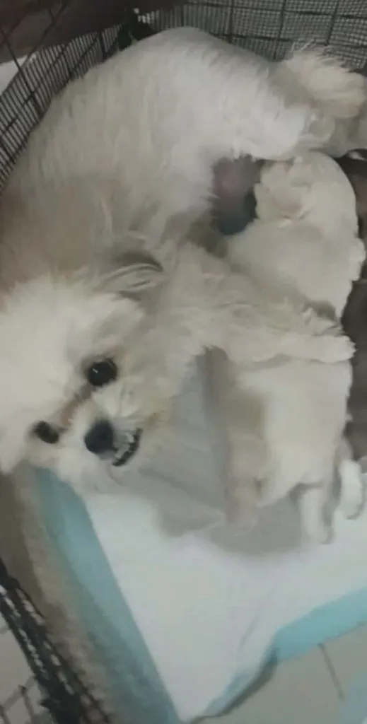 ชิสุ