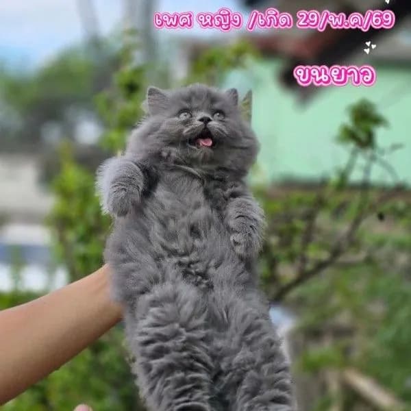 สก็อตติช โฟลด์
