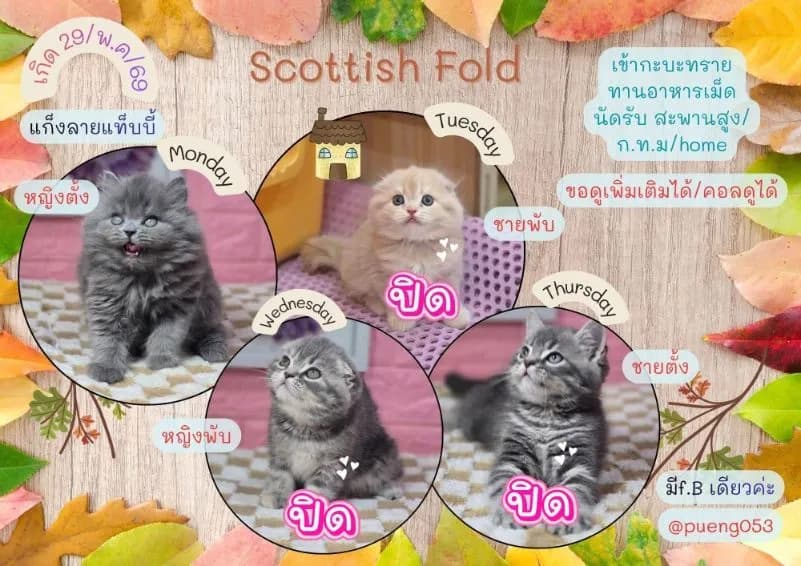 สก็อตติช โฟลด์