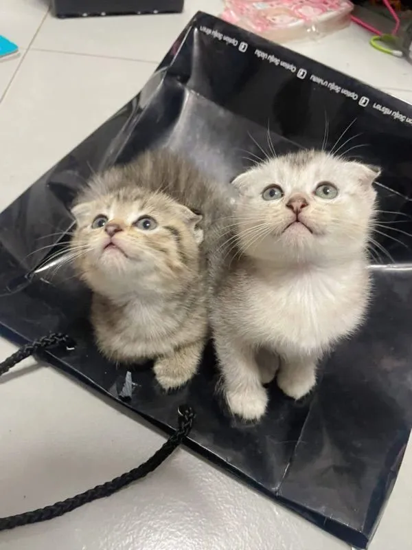 สก๊อต