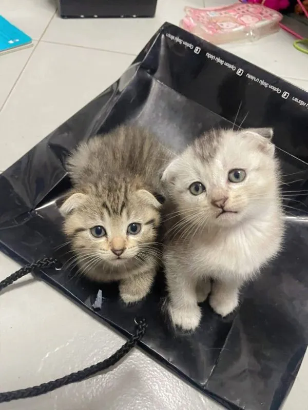 สก๊อต