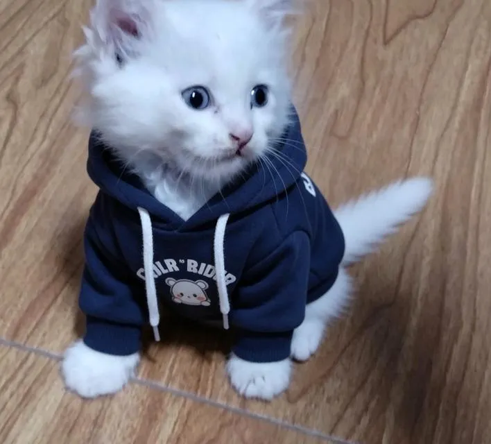 แมว scottish foldแมว scottish fold