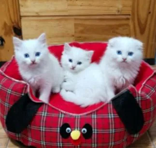 แมว scottish foldแมว scottish fold
