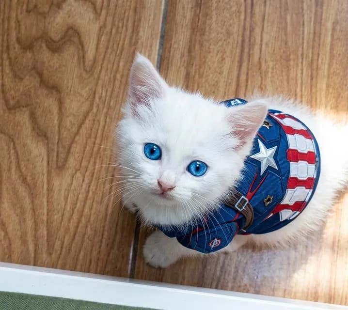 แมว scottish foldแมว scottish fold