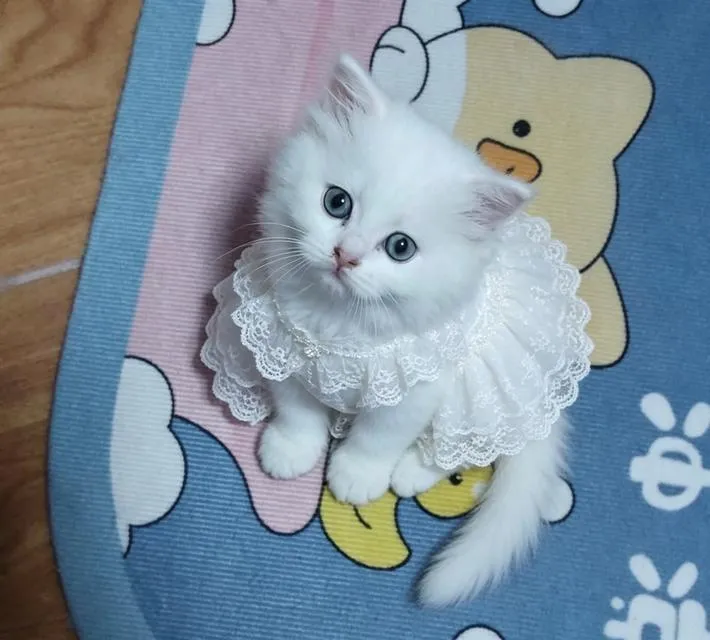 แมว scottish foldแมว scottish fold