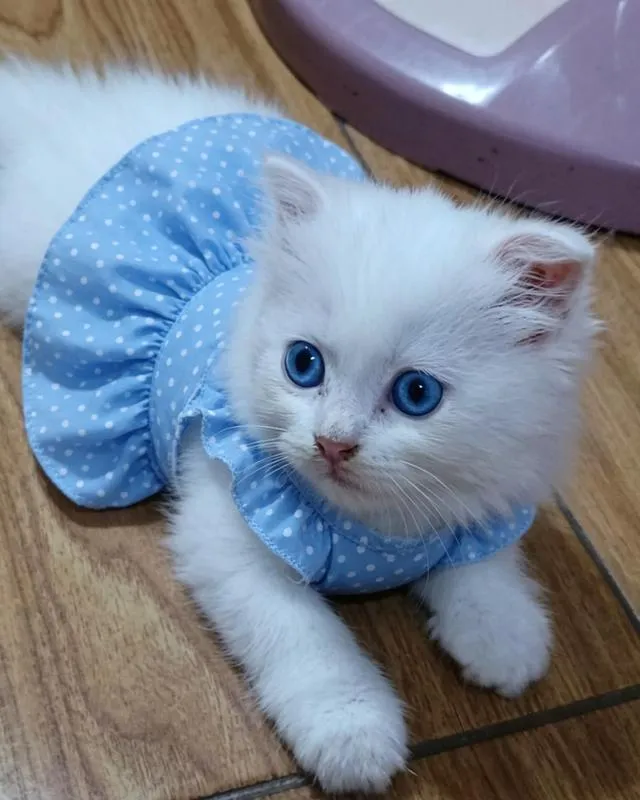 แมว scottish foldแมว scottish fold
