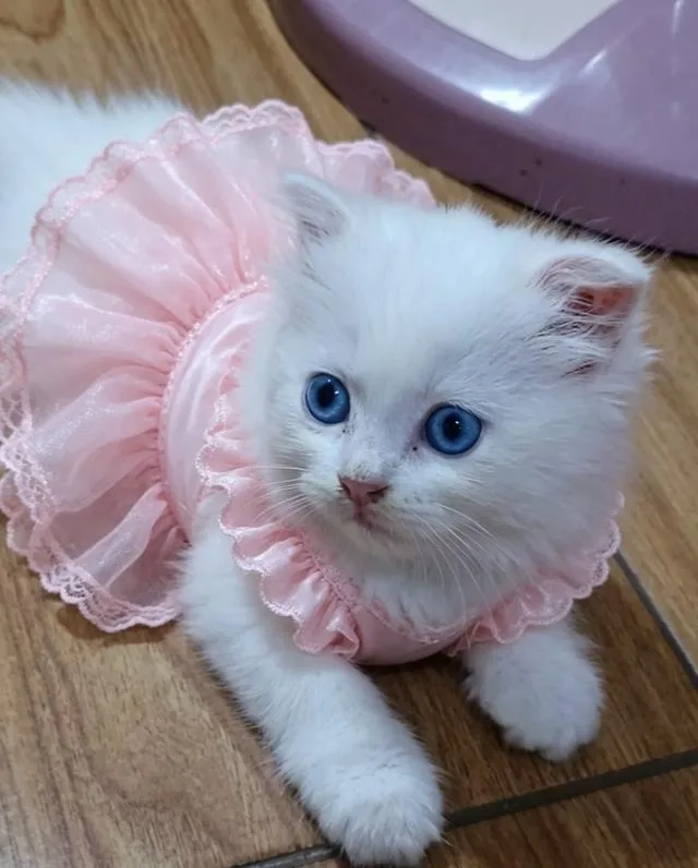 แมว scottish foldแมว scottish fold