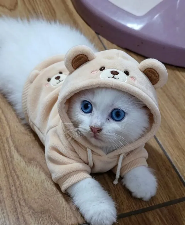 แมว scottish foldแมว scottish fold