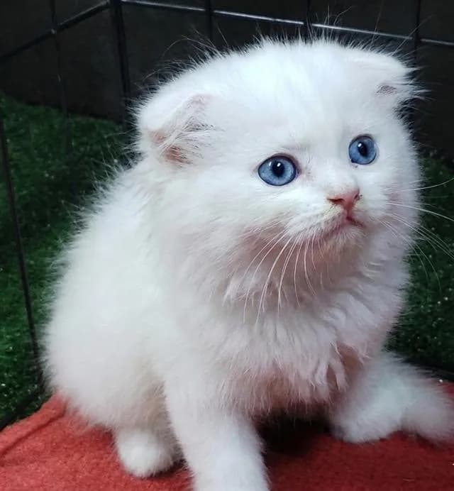 แมว scottish foldแมว scottish fold