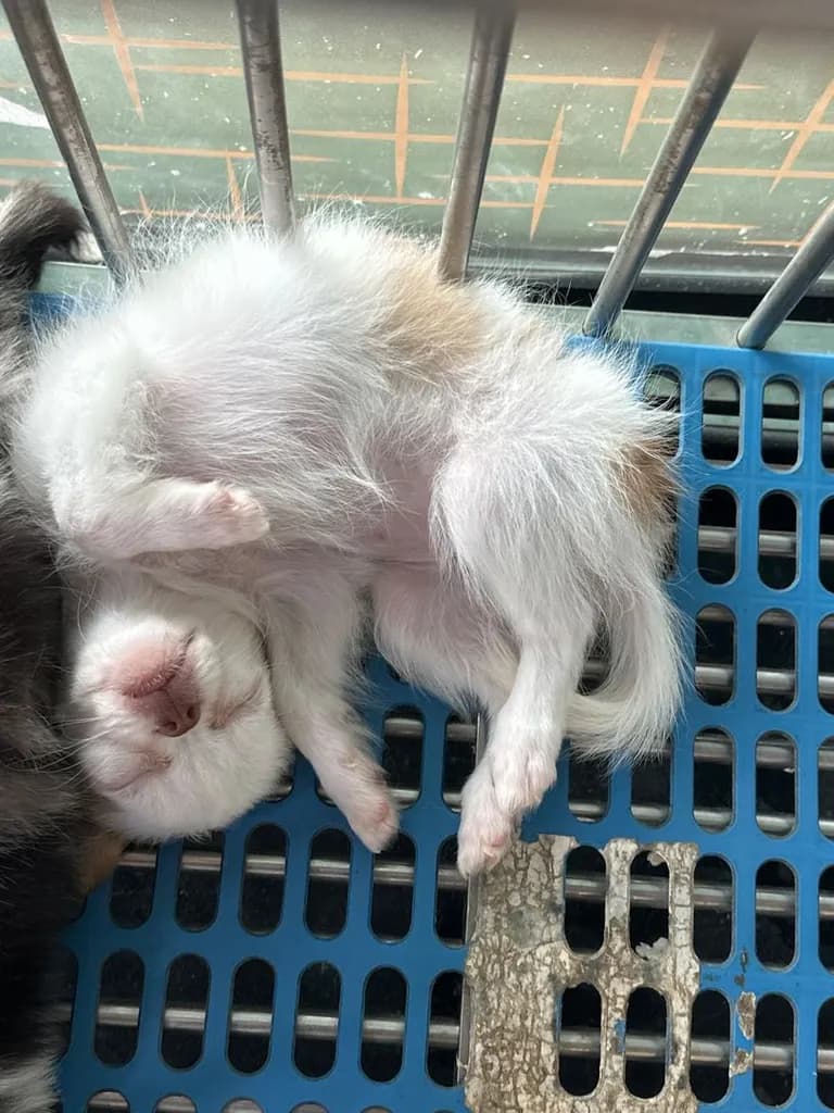 น้องหมาชิวาวา ขนยาว เล็กจิ๋ว เพศ ญ วัคซีน แล้ว 1 เข็ม