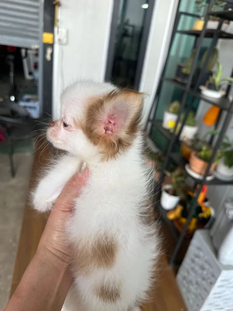 น้องหมาชิวาวา ขนยาว เล็กจิ๋ว เพศ ญ วัคซีน แล้ว 1 เข็ม