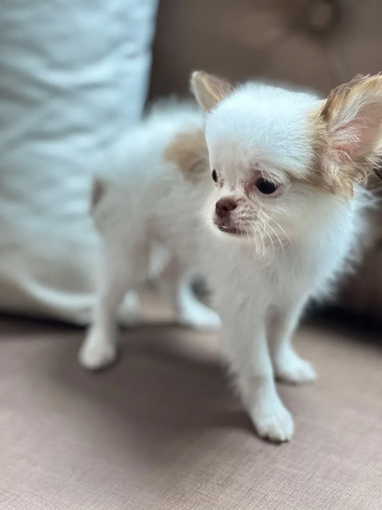 น้องหมาชิวาวา ขนยาว เล็กจิ๋ว เพศ ญ วัคซีน แล้ว 1 เข็ม