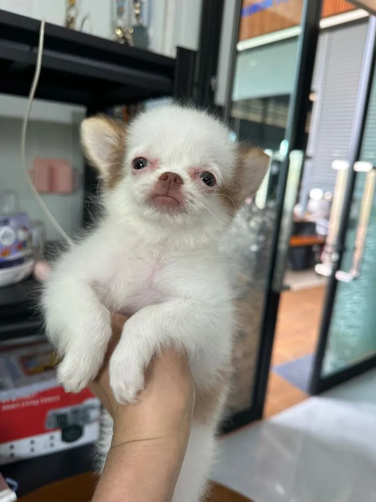 น้องหมาชิวาวา ขนยาว เล็กจิ๋ว เพศ ญ วัคซีน แล้ว 1 เข็ม