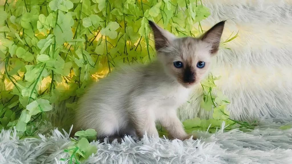 ขายลูกแมววิเชียรมาศชาย