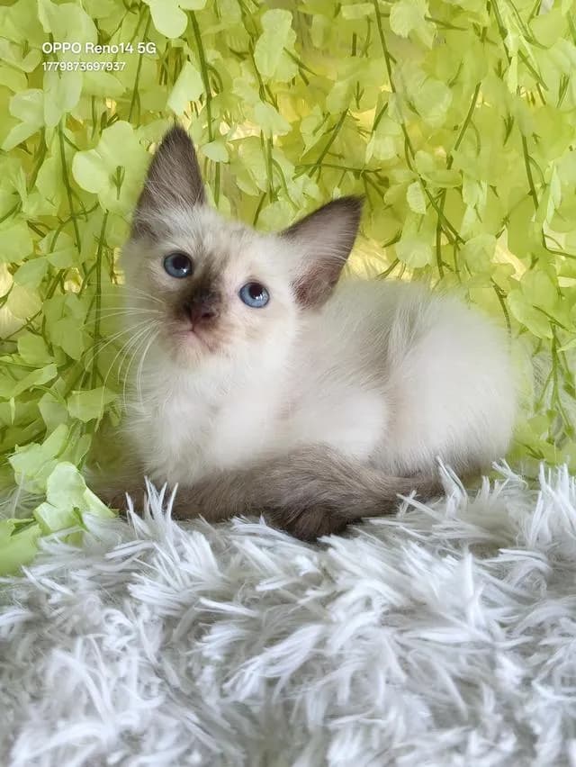 ขายลูกแมววิเชียรมาศชาย