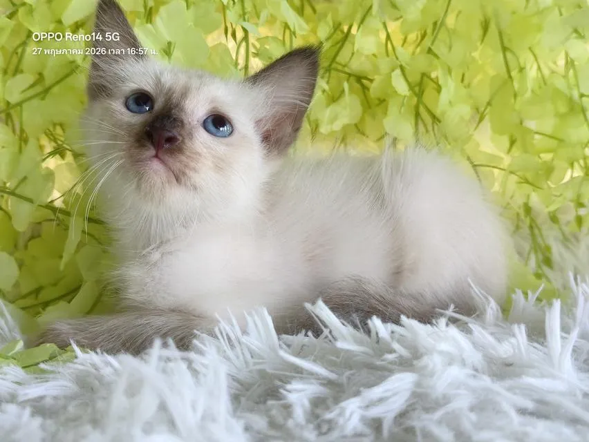 ขายลูกแมววิเชียรมาศชาย